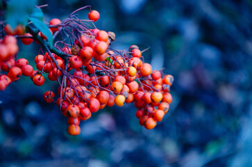Berries on a branch
