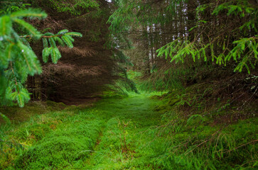 Green forest in the morning