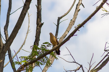 sparrow on a branch