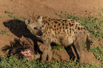Spotted Hyena (Crocuta crocuta) eating from the carcass of a wildebeest in a Game Reserve in the Tuli Block in Botswana