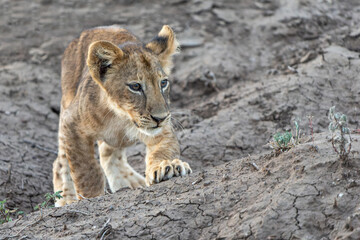 Lion cub hanging around in Mashatu Game Reserve in the Tuli Block in Botswana