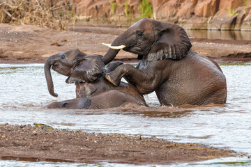 Fototapeta premium Elephant bulls playing and taking a bath in a river in Mashatu Game Reserve in the Tuli Block in Botswana.
