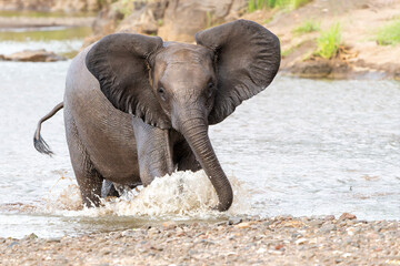 Fototapeta na wymiar Angry Elephant bull coming out a river after taking a bath and shows dominant behaviour in Mashatu Game Reserve in the Tuli Block in Botswana.