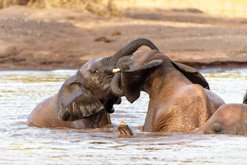 Fototapeta na wymiar Elephant bulls playing and taking a bath in a river in Mashatu Game Reserve in the Tuli Block in Botswana.