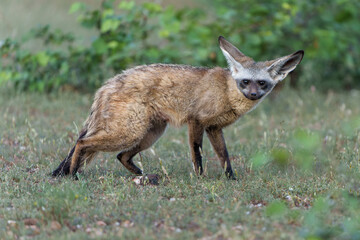 Bat eared fox (Otocyon megalotis) adult hanging around the den in Mashatu Game Reserve in the Tuli Block in Botswana