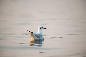 Fototapeta premium swan on the lake