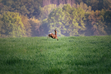 Fototapeta na wymiar Deer jumping on a green field with a forest in the background in warm light in Germany, Europe 