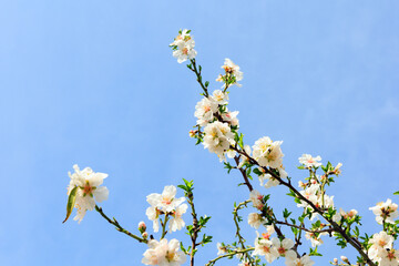 Almond flowers against blue sky