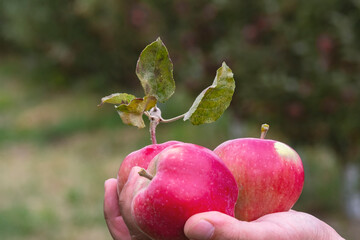 man holds ripe red apples in his hands