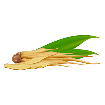 Fingerroot or Boesenbergia rotunda, kaempferia. Vegetable and herb for seasoning in cooking. PNG 3d illustration.