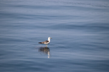 Fototapeta na wymiar seagull perched on sea flotsam