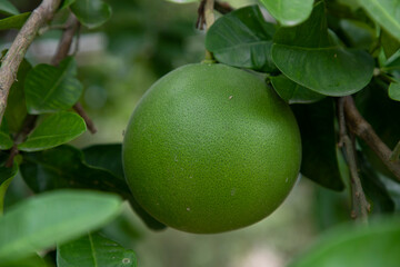 Green Pomelo (Citrus grandis) Pomelos are the largest fruit oranges. These fruits have vitamin c and are relatively disease resistant