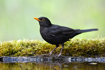 male Blackbird Turdus merula on the forest puddle amazing warm light sunset sundown