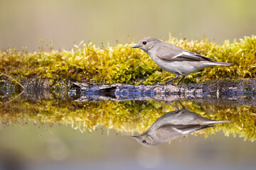 Bird Pied Flycatcher Ficedula hypoleuca female, on forest puddle, spring time Poland Europe