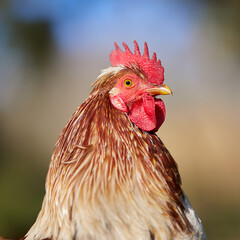 Close up portrait of a rooster