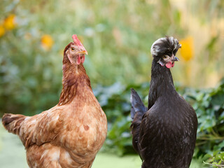 Free range chickens brown and black
