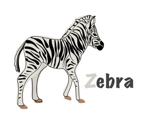 Polish alphabet with a picture of a zebra. Translation from Polish: zebra. vector cartoon hand drawn illustration