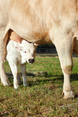 Obraz premium Calf and cow on the meadow