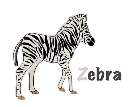 Polish alphabet with a picture of a zebra. Translation from Polish: zebra. vector cartoon hand drawn illustration