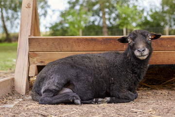 Fototapeta premium Freshly fleeced female ouessant ewe before feeder