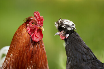 Double portrait of red rooster and black Poland chick isolated on blurred background