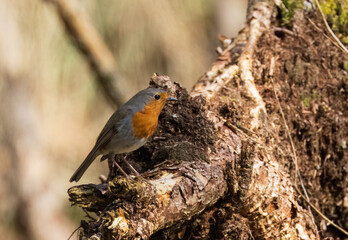European robin (Erithacus rubecula) siting