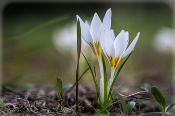 spring crocus flowers against natural greenery and  blurred background, closeup view, lower point of view 