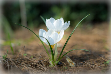 spring crocus flowers against natural greenery and  blurred background, closeup view, lower point...