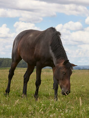 Dark brown horse in the meadow