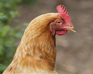 Close up of a chicken