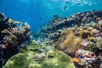 Bunte Unterwasserlandschaft im Komodo Nationalpark - Flores Indonesien - obrazy, fototapety, plakaty