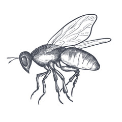 Hand-drawn vector wasp ink sketch. Bee, bumblebee isolated on white background. Insect, element of wildlife.