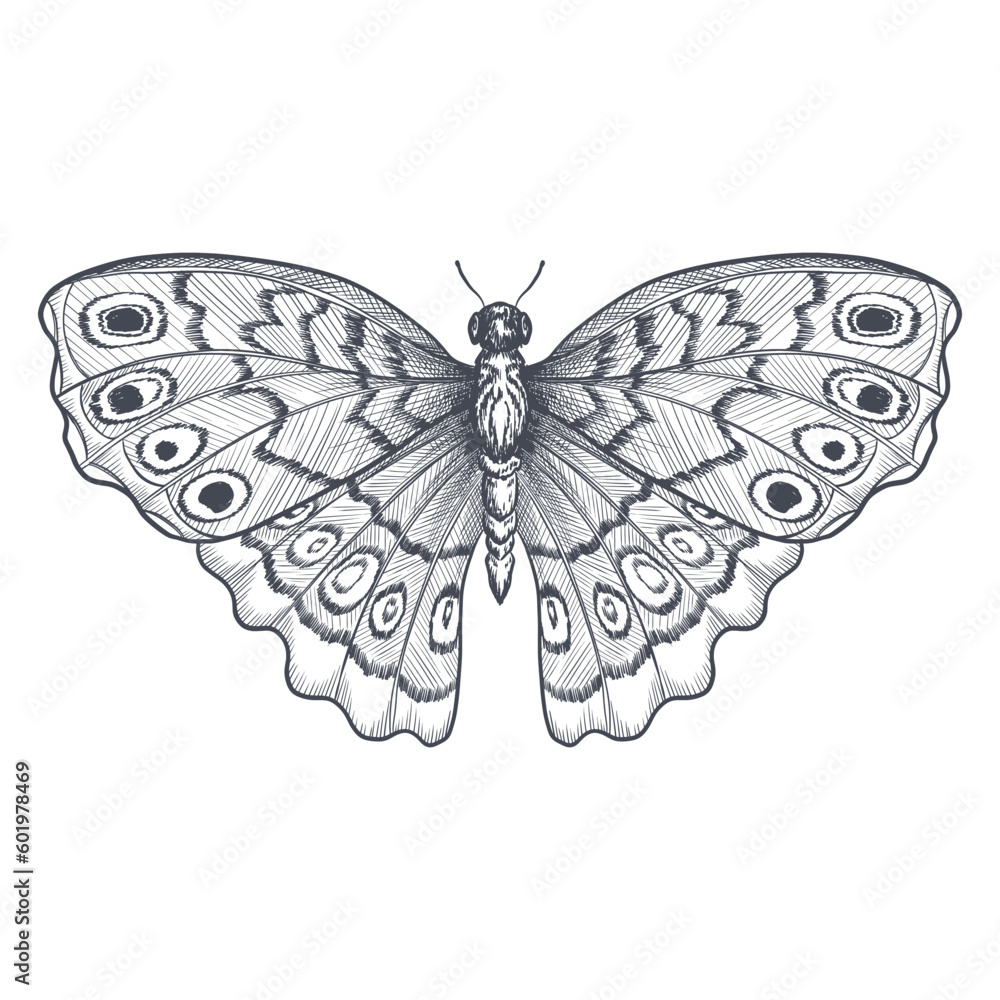 Wall mural butterfly , sketch vector graphics black and white drawing