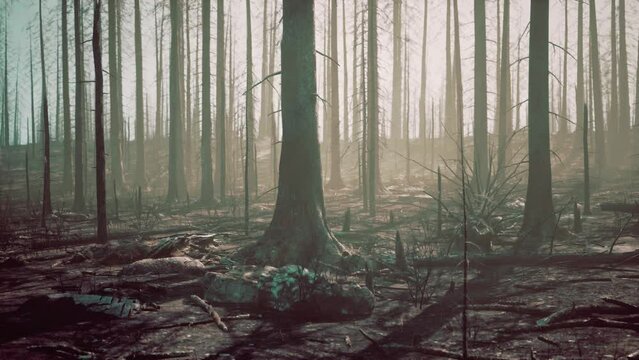forest with smoke arter fire