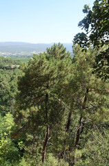 Wald in der Provence