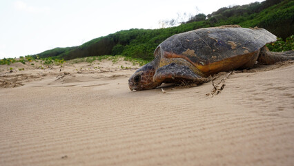turtle on the sand