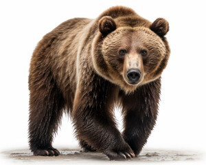 Fototapeta premium photo of Kodiak bear isolated on white background. Generative AI