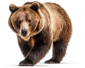 Obraz premium photo of Kodiak bear isolated on white background. Generative AI