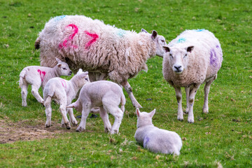 Obraz na płótnie Canvas Yarn producers: Cheviot lambs and ewes in a green pasture in Scotland in spring. Cheviots as a breed are valued for both the quality of their wool and meat.