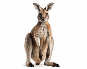 Fototapeta premium photo of kangaroo isolated on white background. Generative AI