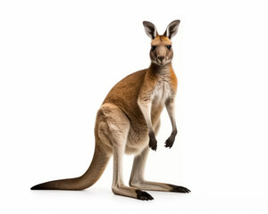 photo of kangaroo isolated on white background. Generative AI - obrazy, fototapety, plakaty