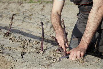 Farmer cutting purple asparagus sprouts in the field