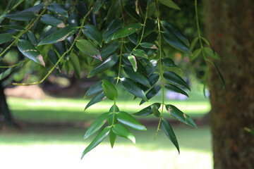 Leaf of Damar Tree Borneo Kauri in Bogor West Java Indonesia