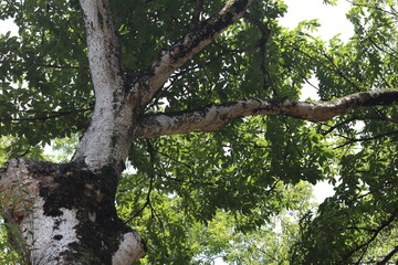 Sterculia Foetida Java Olive