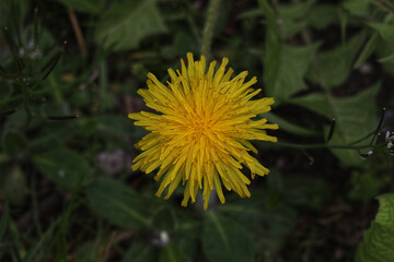 Pusteblume, Milchstock, Löwenzahn, Blüte, Wiese