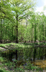 Teich in einem Wald bei Darmstadt