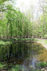 Teich in einem Wald bei Darmstadt