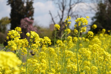 菜の花畑