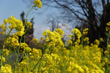 Obraz premium 菜の花畑
