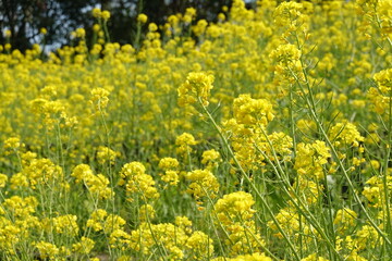 菜の花畑